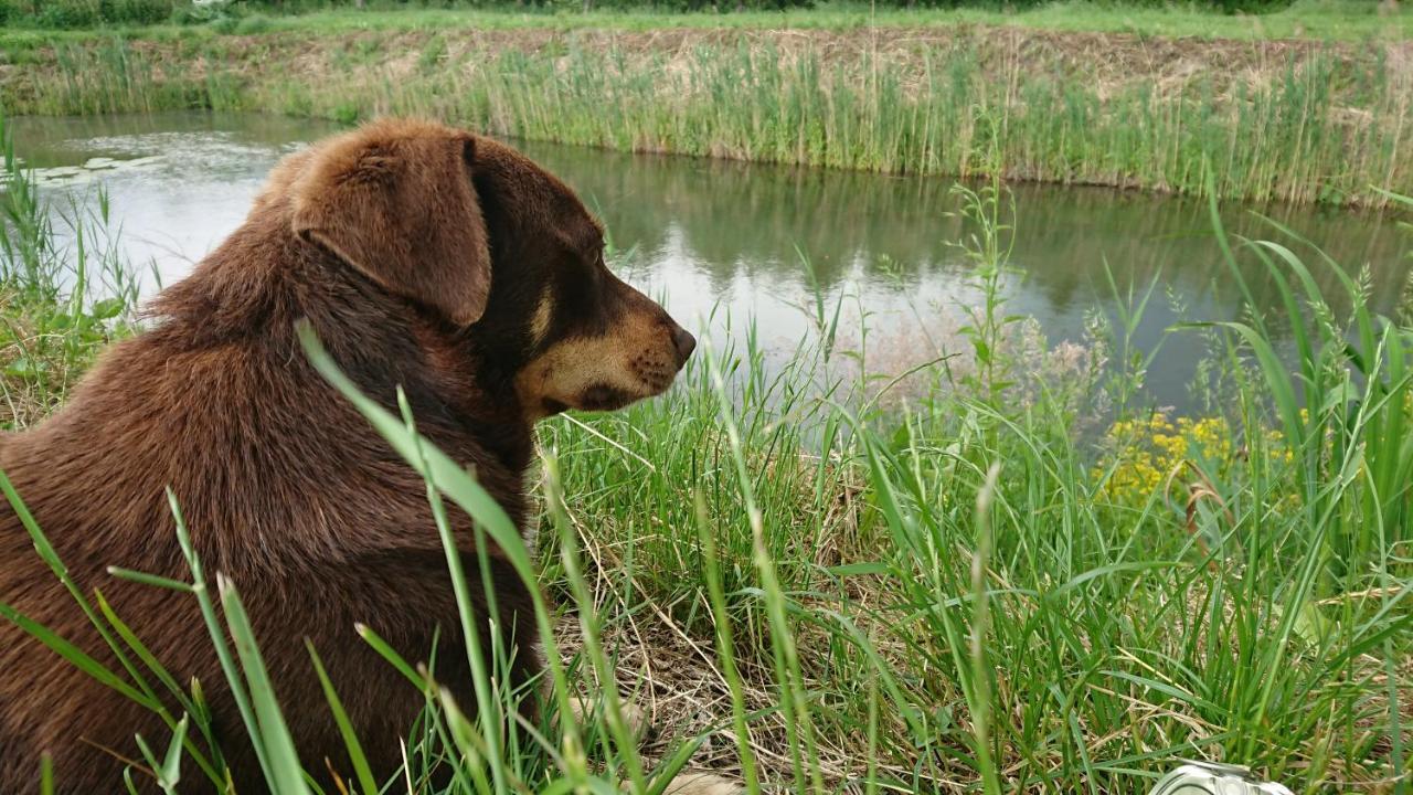 Appartamento Ostoja Czersk Zamek Gora Kalwaria Esterno foto
