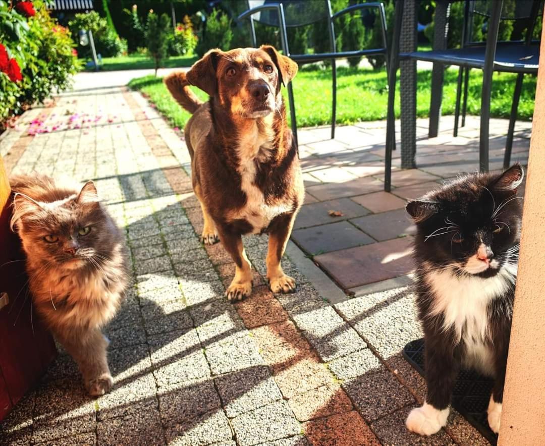 Appartamento Ostoja Czersk Zamek Gora Kalwaria Esterno foto