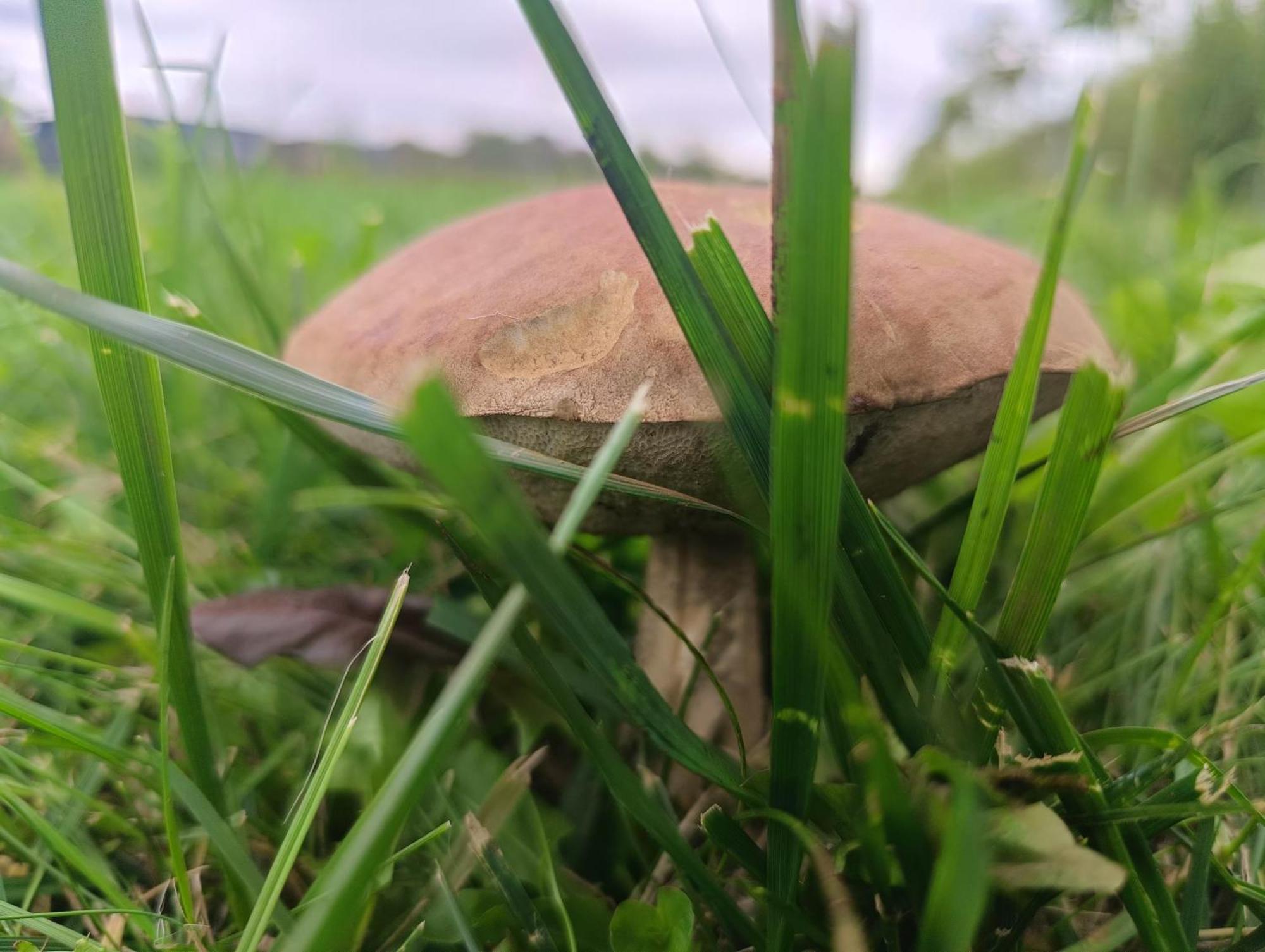 Appartamento Ostoja Czersk Zamek Gora Kalwaria Esterno foto